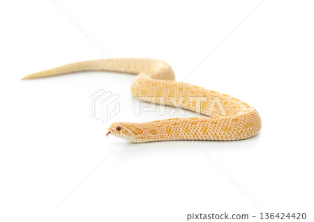 Arctic Albino Anaconda Hognose Snake Isolated on White Background Arctic Albino Anaconda Hognose Snake Isolated on White Background 136424420