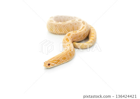 Arctic Albino Anaconda Hognose Snake Isolated on White Background 136424421