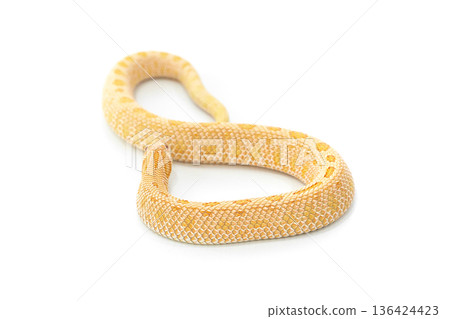 Arctic Albino Anaconda Hognose Snake Isolated on White Background 136424423