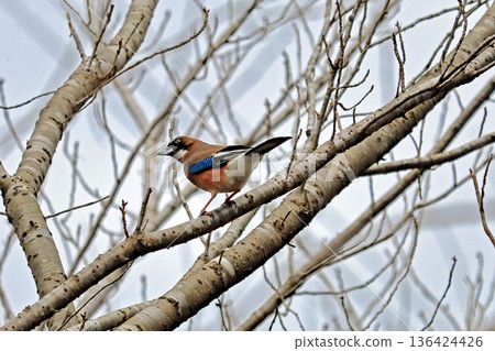 A jay perched on a tree 136424426