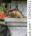 Cat sitting on a shrine lantern 136424521