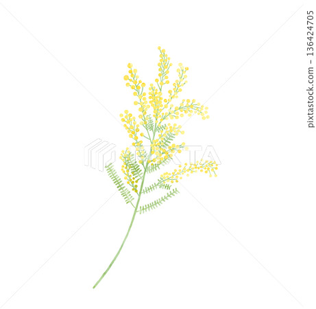 含羞草水彩插畫 - 國際婦女節/春季禮物 含羞草水彩插畫 - 國際婦女節/春季禮物 136424705