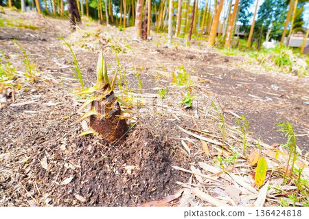 Bamboo shoots sprouting from the soil in a bamboo forest Bamboo shoots sprouting from the soil in a bamboo forest 136424818