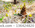 枯萎的竹葉覆蓋著地面，竹筍破土而出，是一幅春天的景象。 136424820