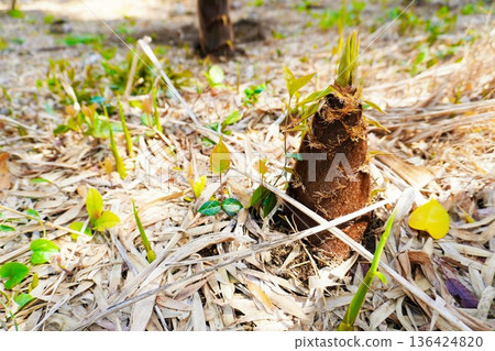 枯萎的竹葉覆蓋著地面，竹筍破土而出，是一幅春天的景象。 136424820