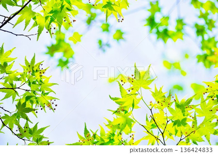 陽光下,碧空如洗,日本楓樹的綠葉和花朵在藍天的襯托下閃閃發光。 陽光下,碧空如洗,日本楓樹的綠葉和花朵在藍天的襯托下閃閃發光。 136424833