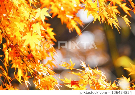 陽光下，金黃色的日本楓葉閃閃發光，這是秋天的景象。 136424834