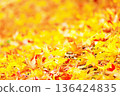 金黃色的楓葉鋪滿大地，是秋天的景象。 136424835