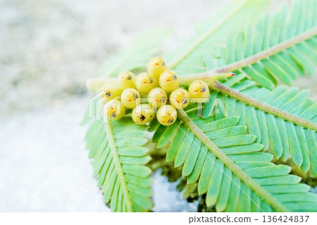 十二枚斑點椿象的卵產在含羞草的葉子上，即將孵化，透過葉子可以看到裡面幼蟲的臉。 136424837