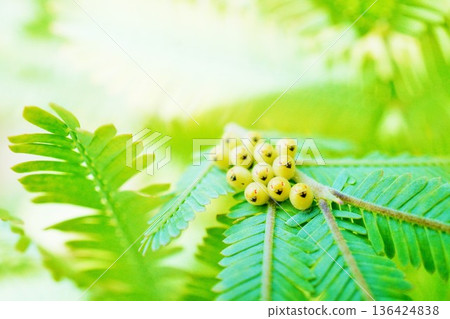 Spotted stink bug eggs on the underside of a mimosa leaf, just before hatching, with the face of the larva inside visible through the leaf. Spotted stink bug eggs on the underside of a mimosa leaf, just before hatching, with the face of the larva inside visible through the leaf. 136424838