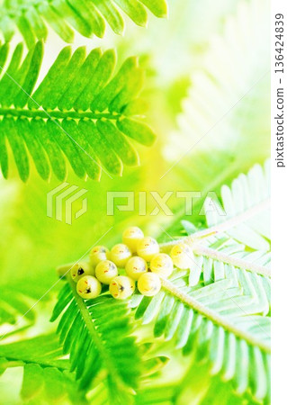 Spotted stink bug eggs laid on mimosa leaves just before hatching, with the face of the larva inside visible through the leaves. Spotted stink bug eggs laid on mimosa leaves just before hatching, with the face of the larva inside visible through the leaves. 136424839