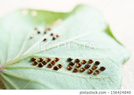 戶外，許多亮晶晶的地櫻桃椿象卵產在了魚腥草葉片的背面。 136424840