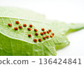 夜櫻蟲的金屬質感卵產在白色背景上的紫蘇葉背面。 136424841