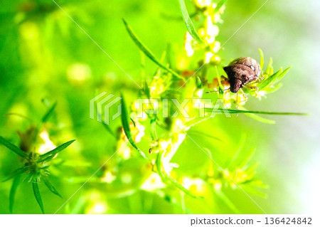 Close-up of a stink bug on a kochia flower, a pest Close-up of a stink bug on a kochia flower, a pest 136424842
