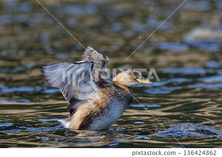 Little Grebe spreading its wings in winter plumage Little Grebe spreading its wings in winter plumage 136424862