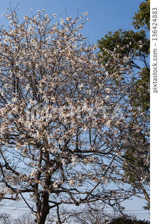 White flowers of Stellata Magnolia [Magnoliaceae] blooming in Saitama Prefecture in March 136424883