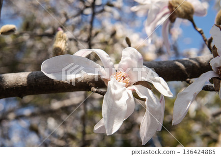 Close-up of white flowers of Stellata Magnolia [Magnoliaceae], Saitama Prefecture, March 136424885