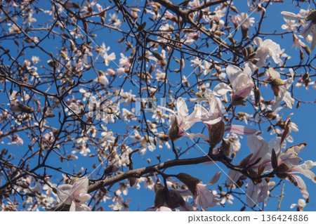 木蘭（Magnolia stellata）[木蘭科] 前景花特寫，背景虛化，埼玉縣，3月 136424886