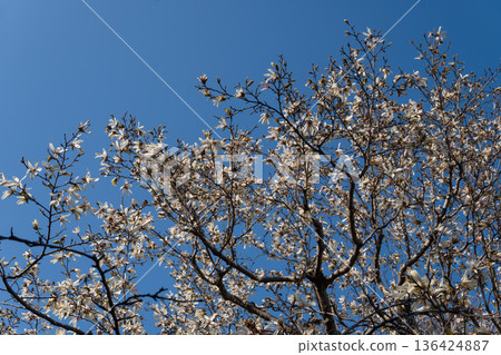 Magnoliaceae: Branches with white flowers blooming against a blue sky, Saitama Prefecture, March 136424887