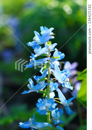 The colorful Corydalis angustifolia The colorful Corydalis angustifolia 136425192