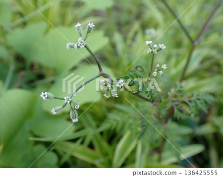布什蝨子的花 136425555