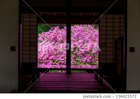 Yodogawa azalea blooming behind the reception hall of Usu Zenkoji Temple in Date City, Hokkaido [May] 136425572