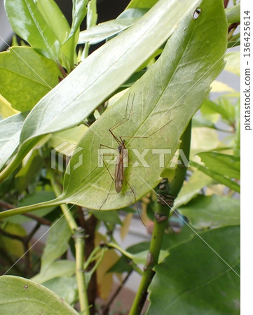 Crane fly on a leaf Crane fly on a leaf 136425614