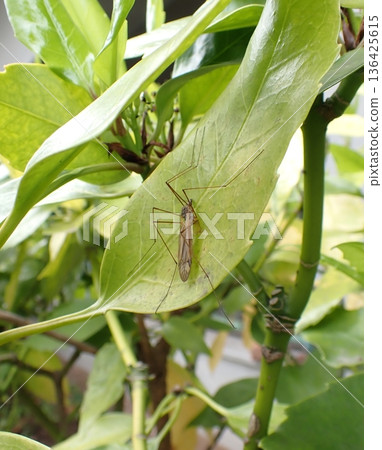 Crane fly on a leaf 136425615