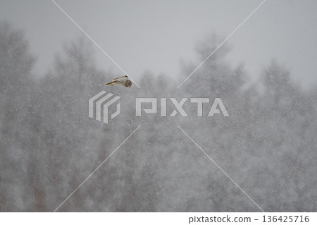 Owl Owl 136425716