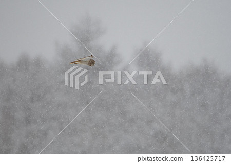 Owl Owl 136425717