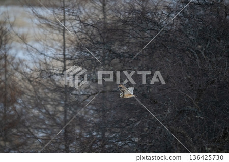 Owl Owl 136425730
