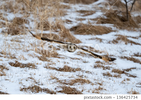 Owl Owl 136425734