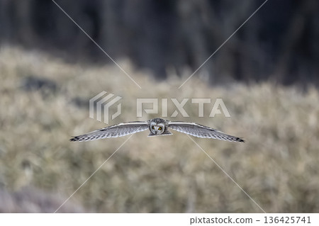 Owl Owl 136425741
