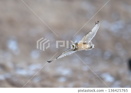 Owl Owl 136425765