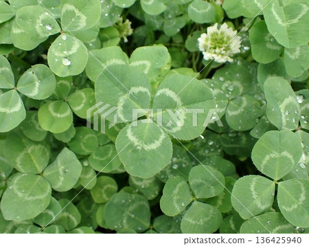 三葉草葉子 三葉草葉子 136425940