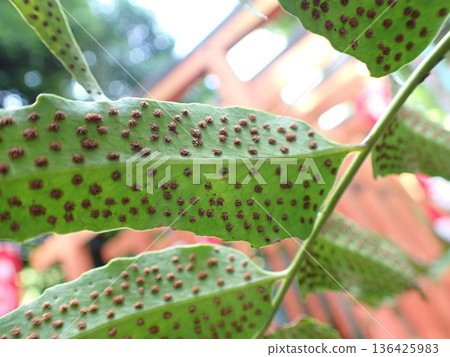 Fern sporangium 136425983