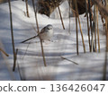Long-tailed tit in the snow 136426047