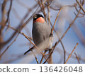 Male bullfinch perched on a branch 136426048