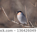 Male bullfinch perched on a branch 136426049