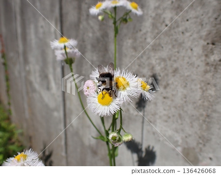 Daffodil hoverfly and philadelphia 136426068