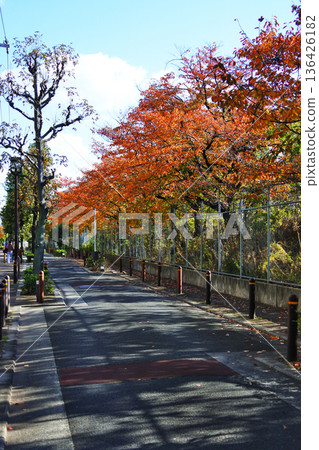 秋日景色，鐵路沿線櫻花樹的葉子都變成了紅色。 136426182