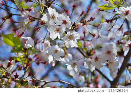 Scene with cherry blossoms at River Park in Osaka City 136426214