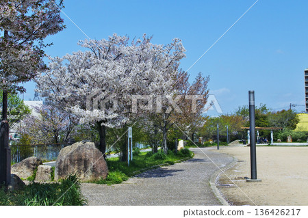 大阪市河畔公園的櫻花景色 大阪市河畔公園的櫻花景色 136426217