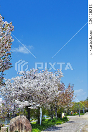 大阪市河畔公園的櫻花景色 大阪市河畔公園的櫻花景色 136426218