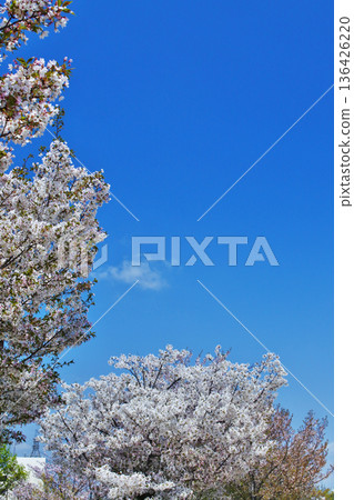 大阪市河畔公園的櫻花景色 大阪市河畔公園的櫻花景色 136426220