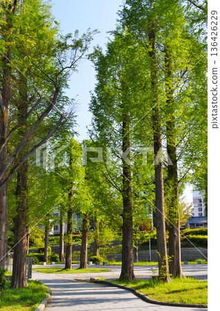大阪市河濱公園的自然風光 大阪市河濱公園的自然風光 136426229