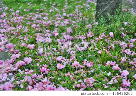 大阪市河濱公園的自然風光 136426263