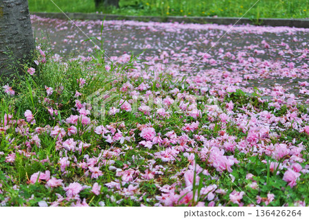 大阪市河濱公園的自然風光 136426264