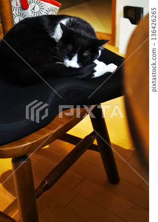 A relaxing time with a house cat 136426265