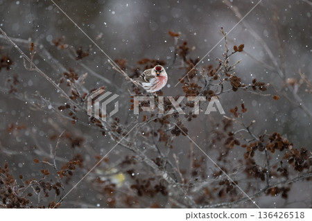 紅雀 紅雀 136426518